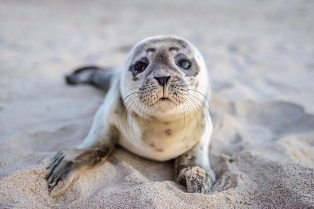seal