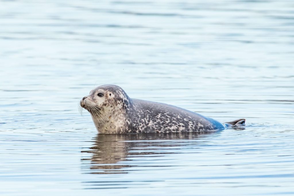 seal