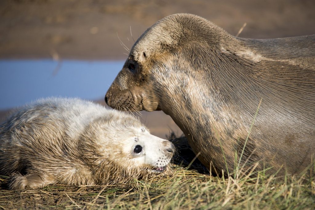 seal-pup