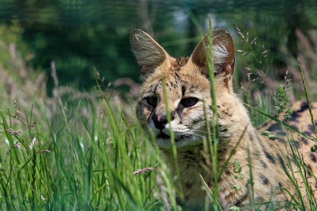 serval