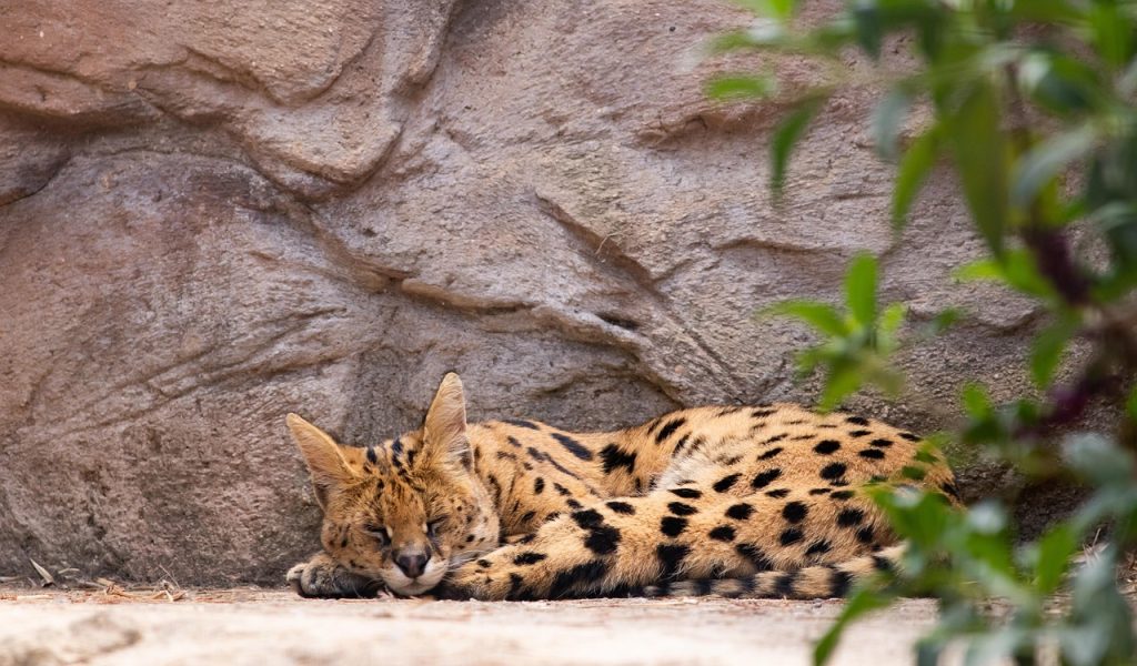 serval