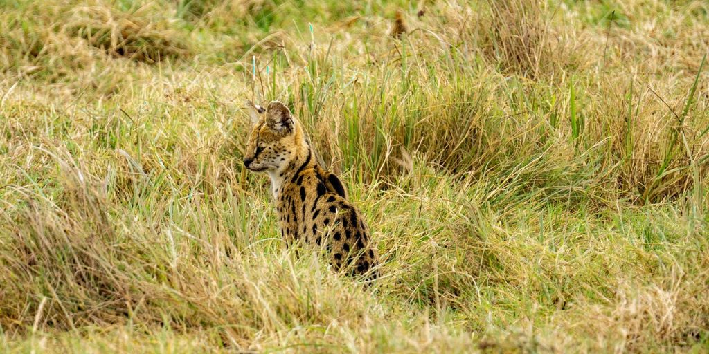 serval