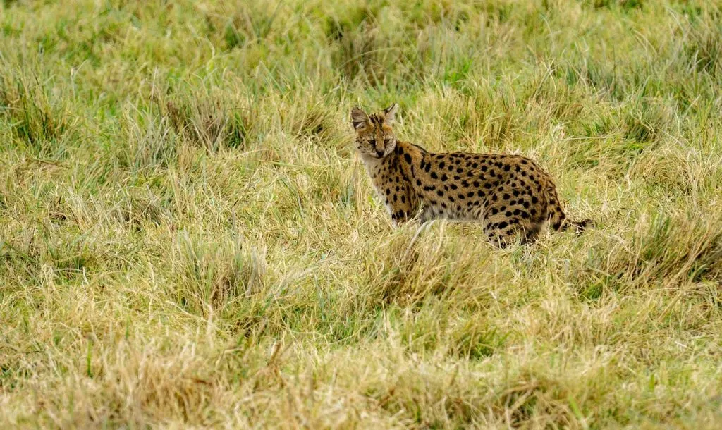 serval