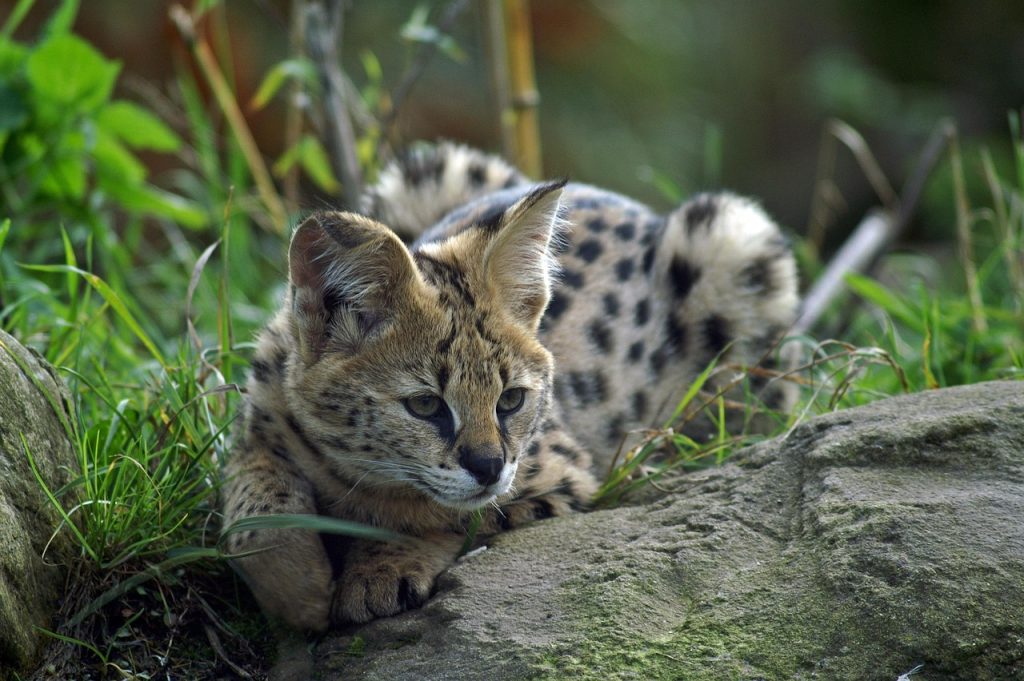 serval