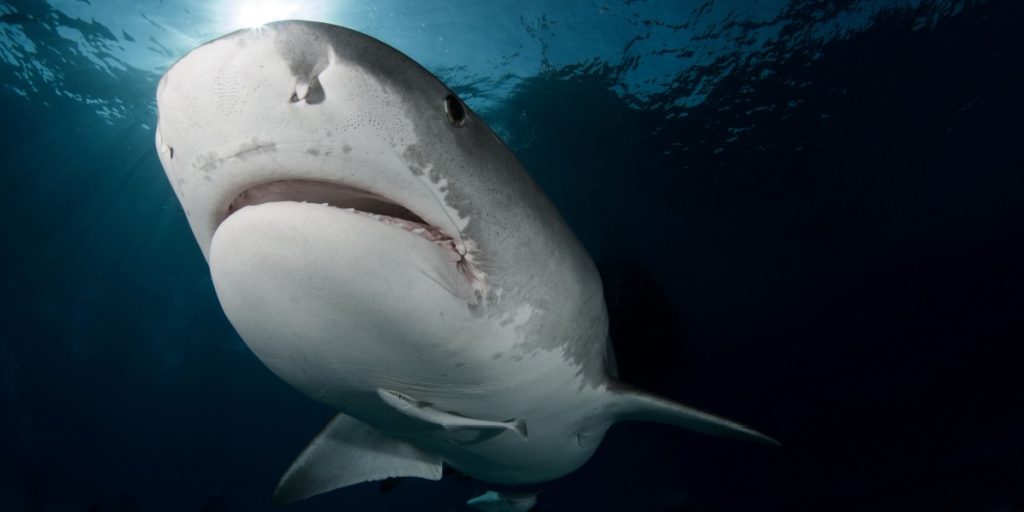 shark haj hajer hav ocean (1)