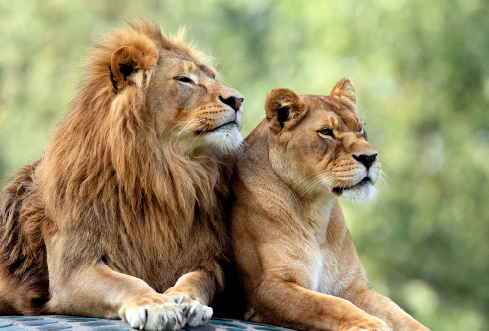 Lion, l&oslash;ve, l&ouml;we
