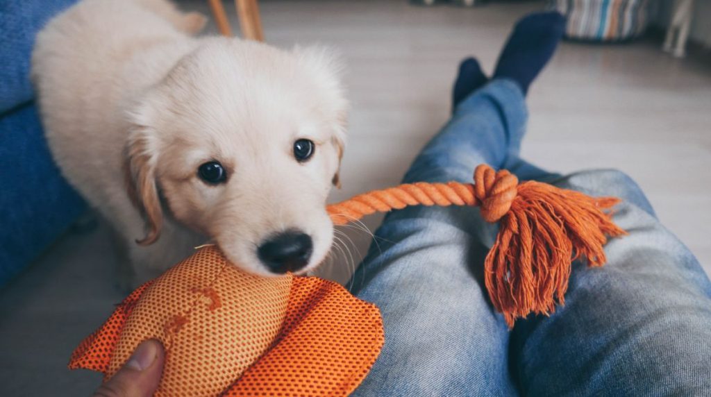 Dog toy