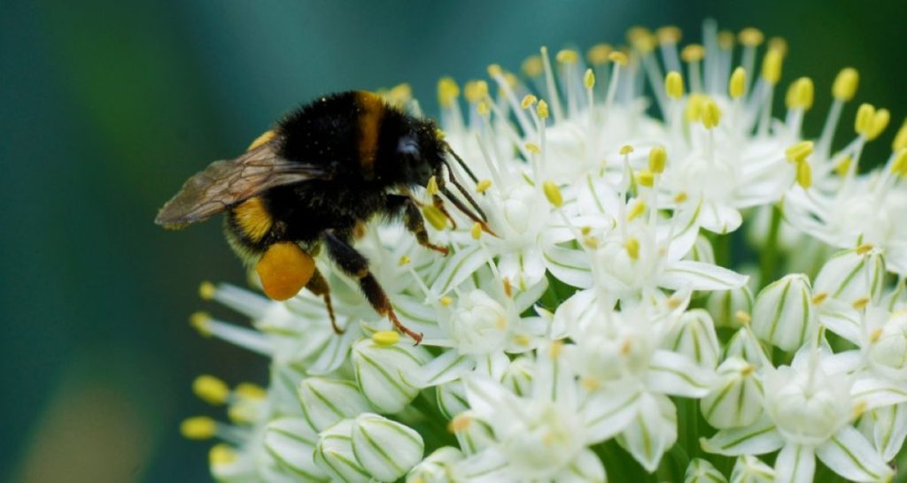 bee wasp