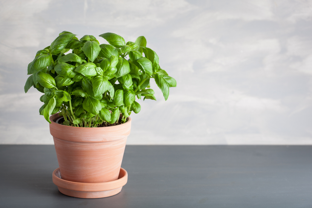 Fresh,Basil,Herb,In,Pot