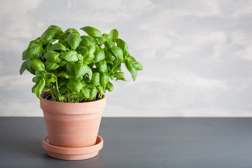 Fresh,Basil,Herb,In,Pot