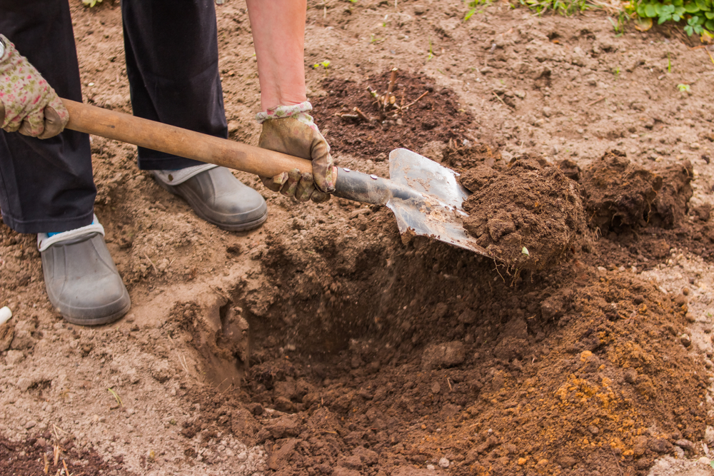 Slik gjenbruker du planter uten å spre sykdommer eller snegler – ekspertenes beste tips
