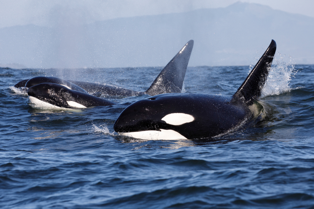 Killer,Whale,Orca,spækhugger