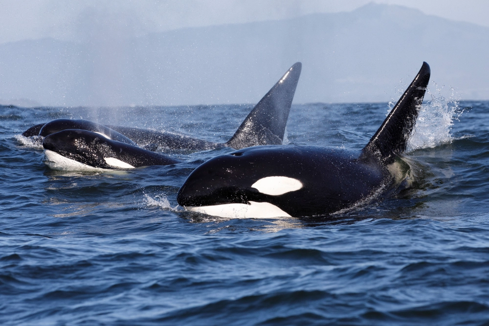 Killer,Whale,Orca,spækhugger
