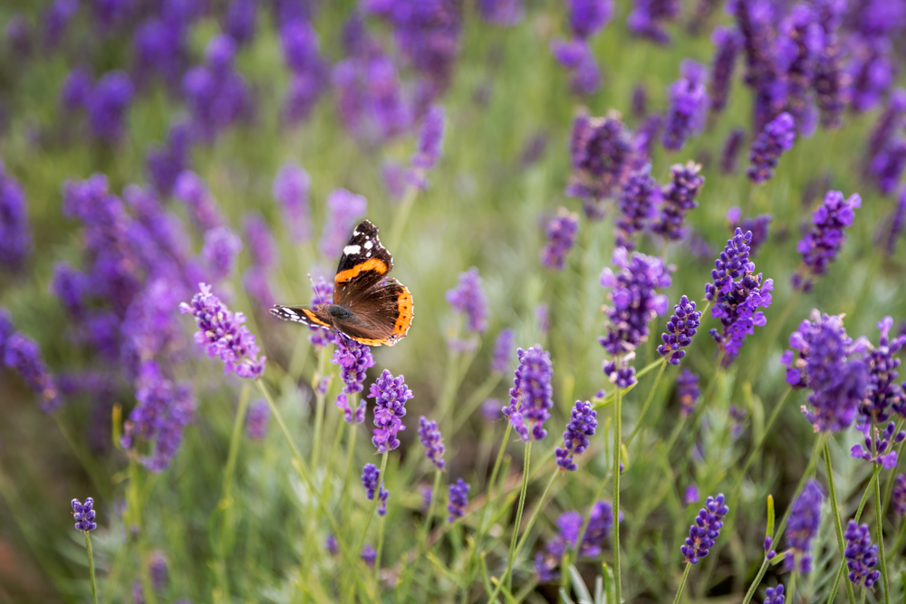 Lavender,Bushes,With,Butterfly