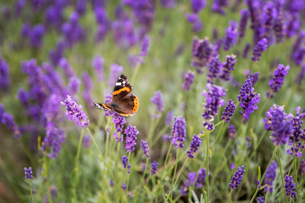 Lavender,Bushes,With,Butterfly