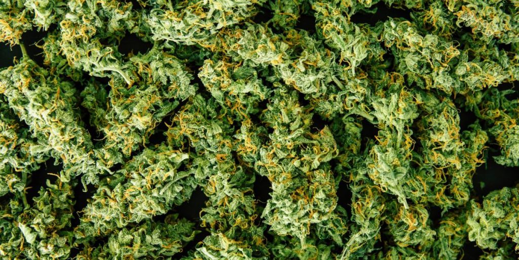 Cannabis