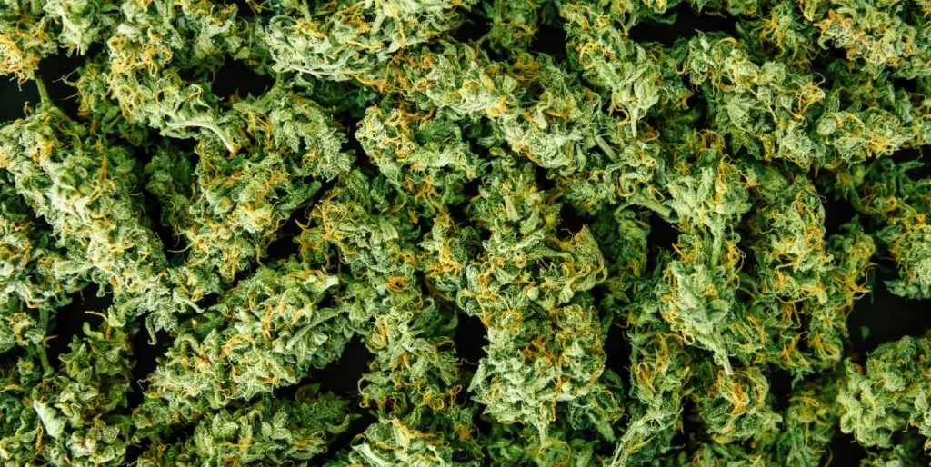 Cannabis