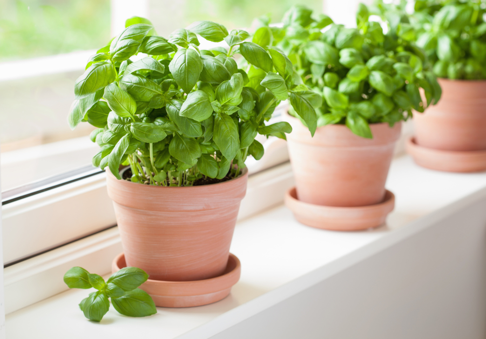 Fresh,Basil,Herb,In,Terracotta,Flowerpot