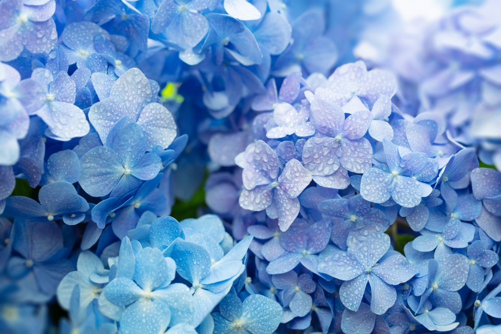 Blue,Hydrangea,(hydrangea,Macrophylla),Or,Hortensia,Flower,With,Dew,In
