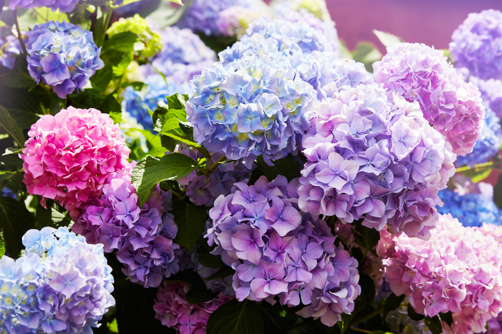 Pink,,Blue,,Lilac,,Violet,,Purple,Hydrangea,Flower,(hydrangea,Macrophylla),Blooming, hortensien, hortensia
