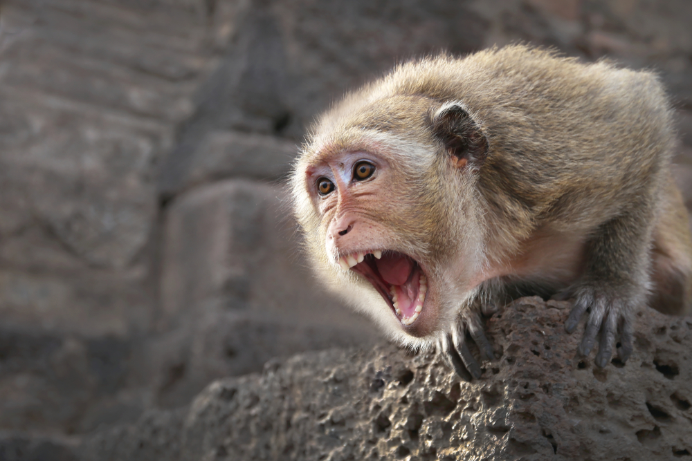 baboon, bavian
