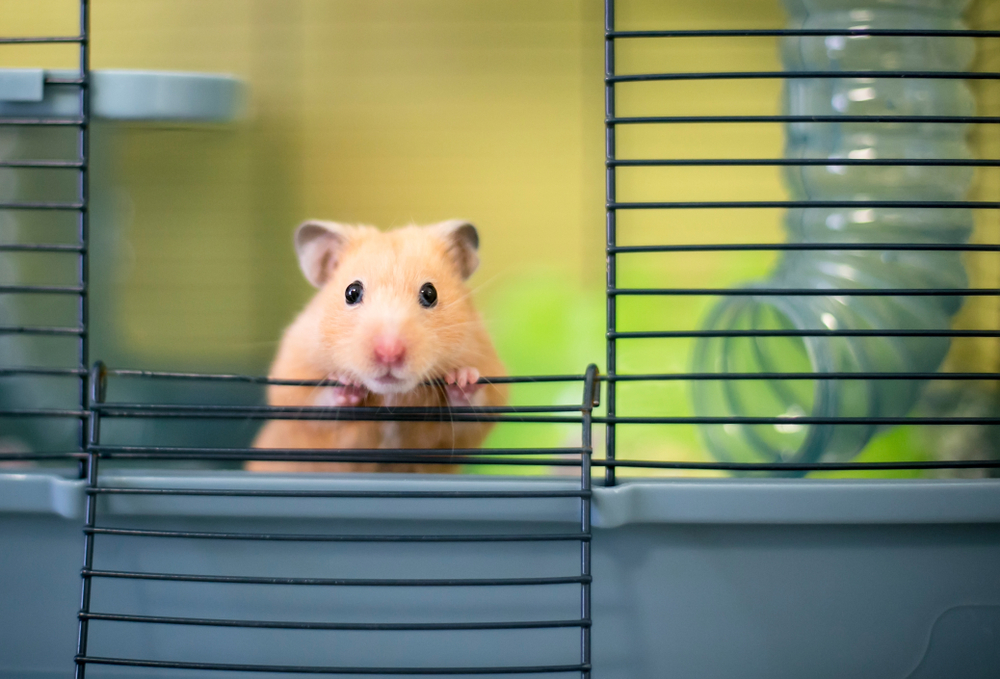 A,Syrian,Hamster,Peeking,Out,Of,Its,Cage