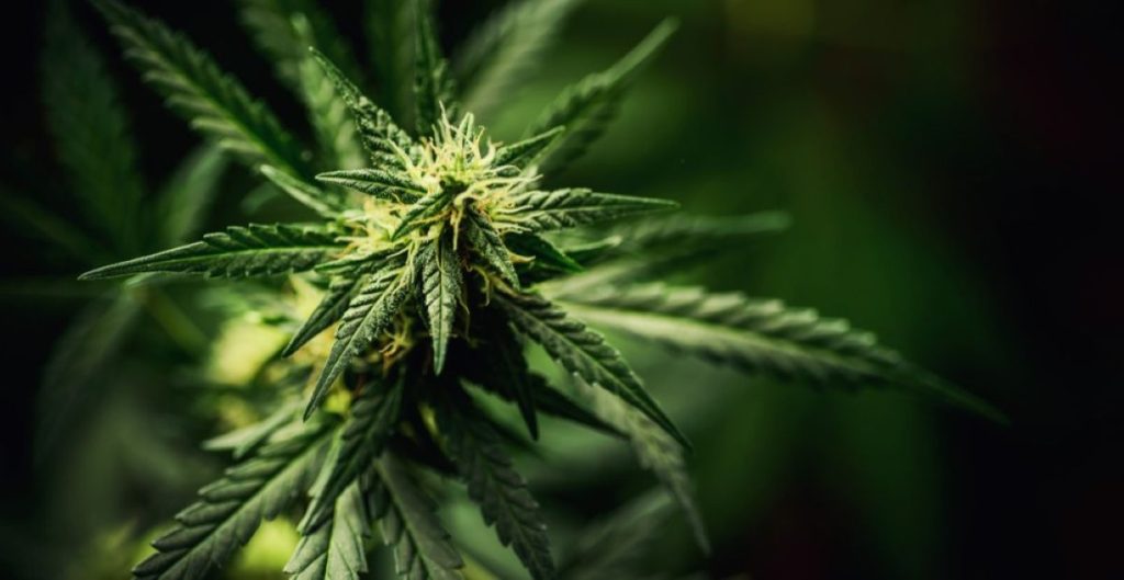 Cannabis