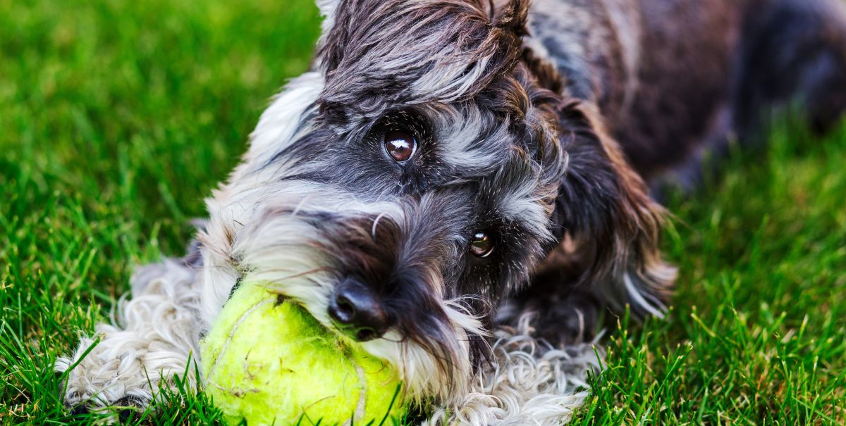 dog toy tennis ball