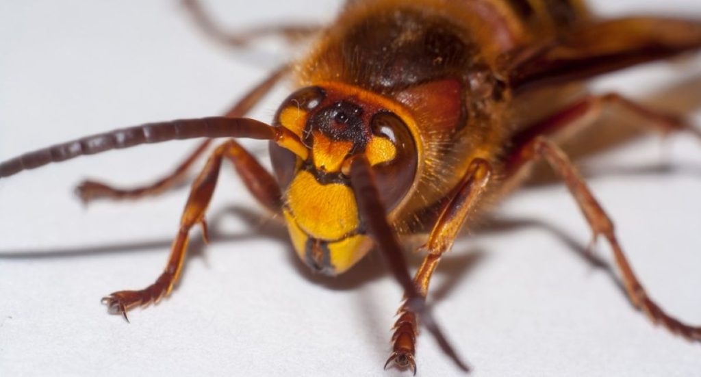 bee wasp