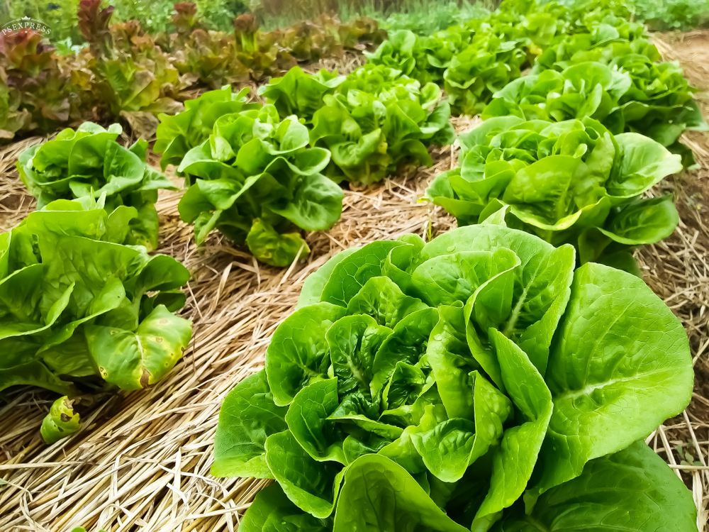 Green,Salad,Vegetables,Grow,In,Plots