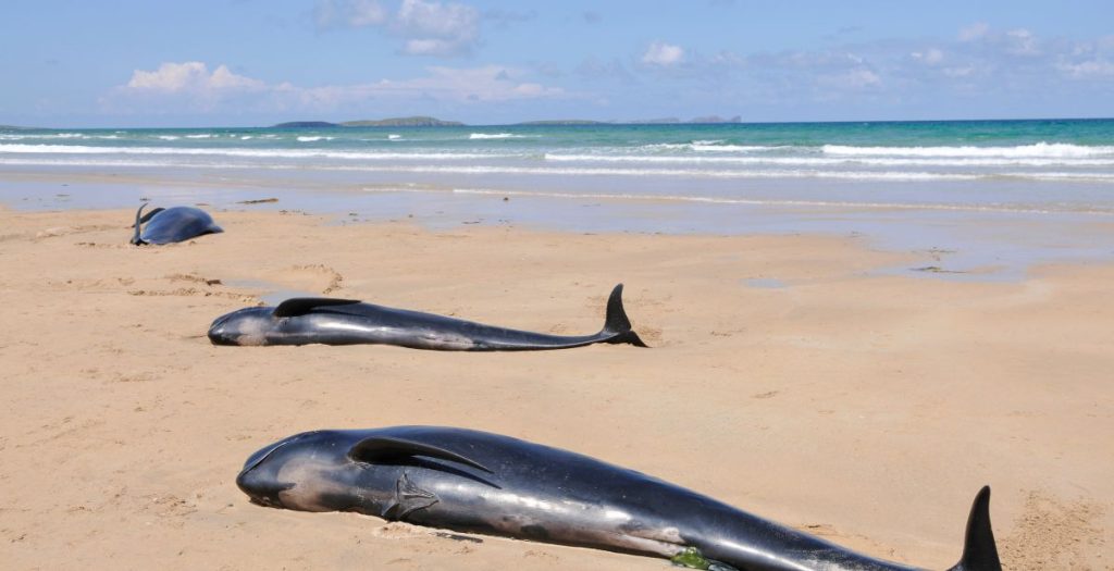 whale beached whales