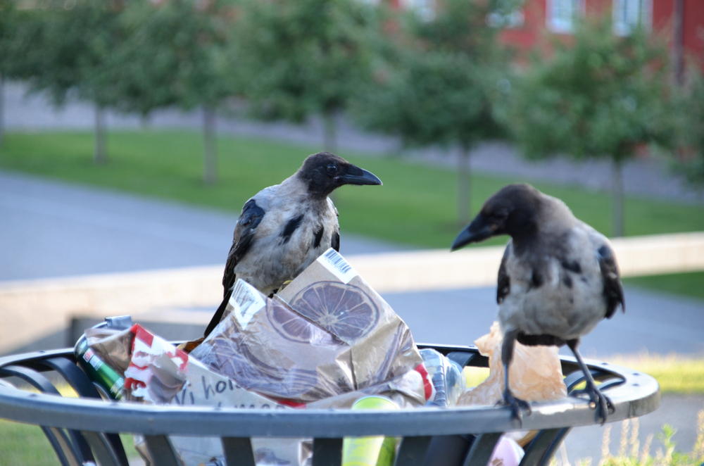 crows,krager