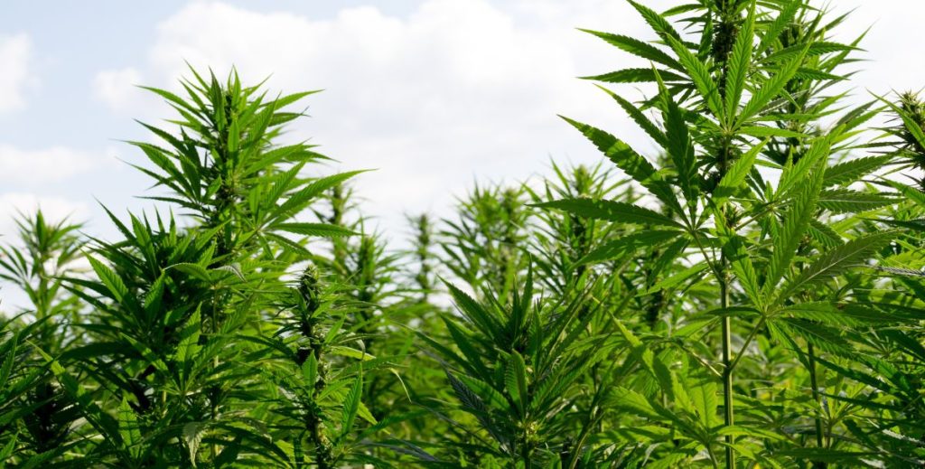 Cannabis