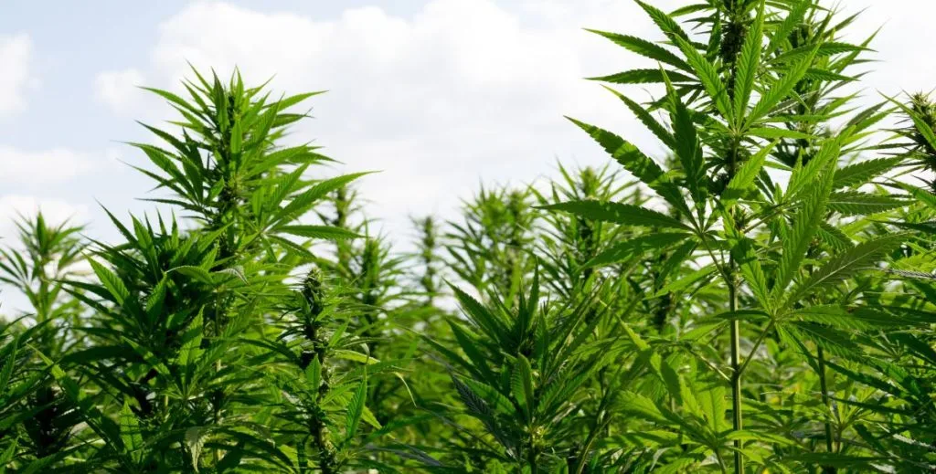 Cannabis