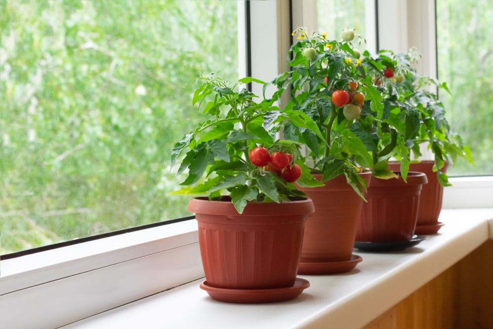 Small,Bush,Of,Balcony,Cherry,Tomatos,In,Brown,Pots,On