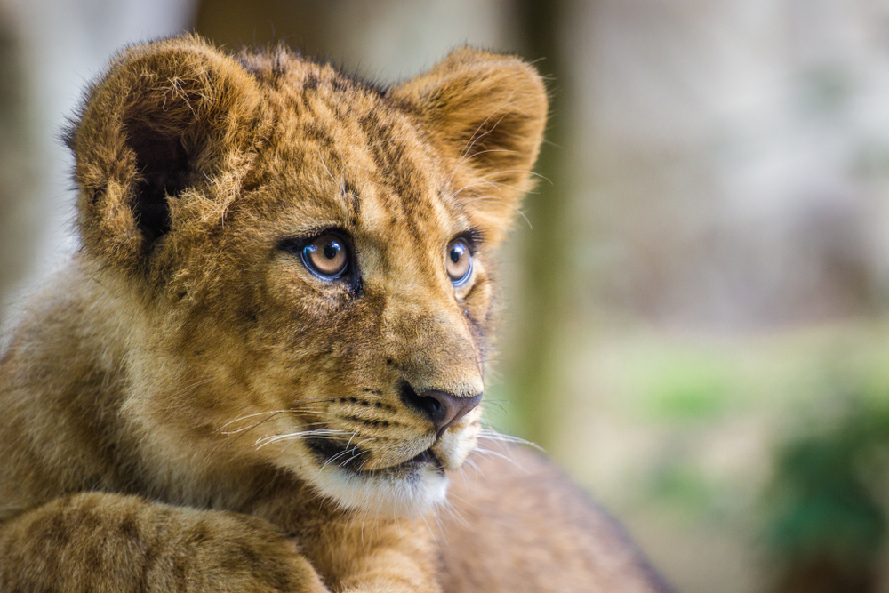 Warum im Kölner Zoo zwei Löwenbabys sterben mussten
