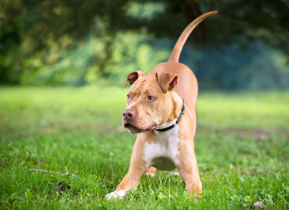 dog,playfull,lege,glad,hund