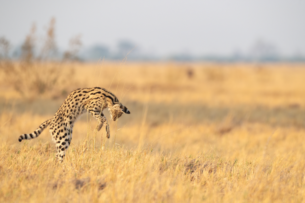A,Serval,Cat,Pouncing,On,Its,Prey