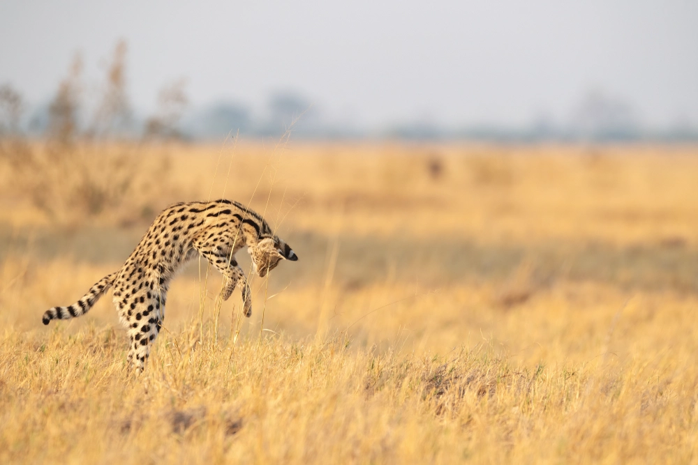 A,Serval,Cat,Pouncing,On,Its,Prey
