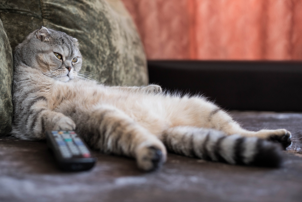 cat,remote,kat,fjernbetjening