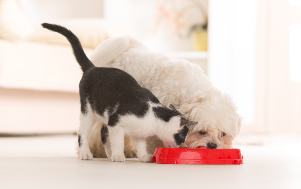 dog,cat,eating,hund,kat,spiser
