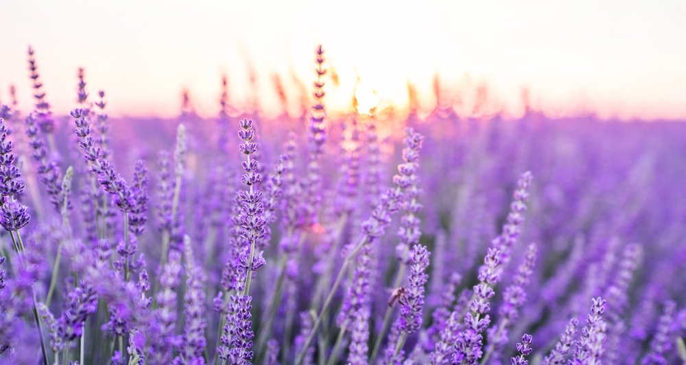 Sunset,Over,A,Violet,Lavender,Field,.valensole,Lavender,Fields,,Provence,