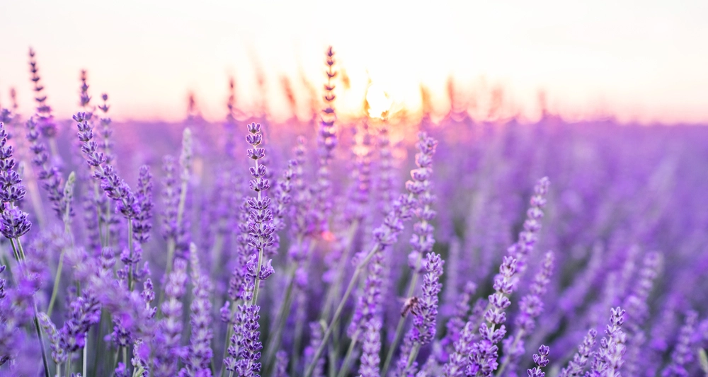 Sunset,Over,A,Violet,Lavender,Field,.valensole,Lavender,Fields,,Provence,