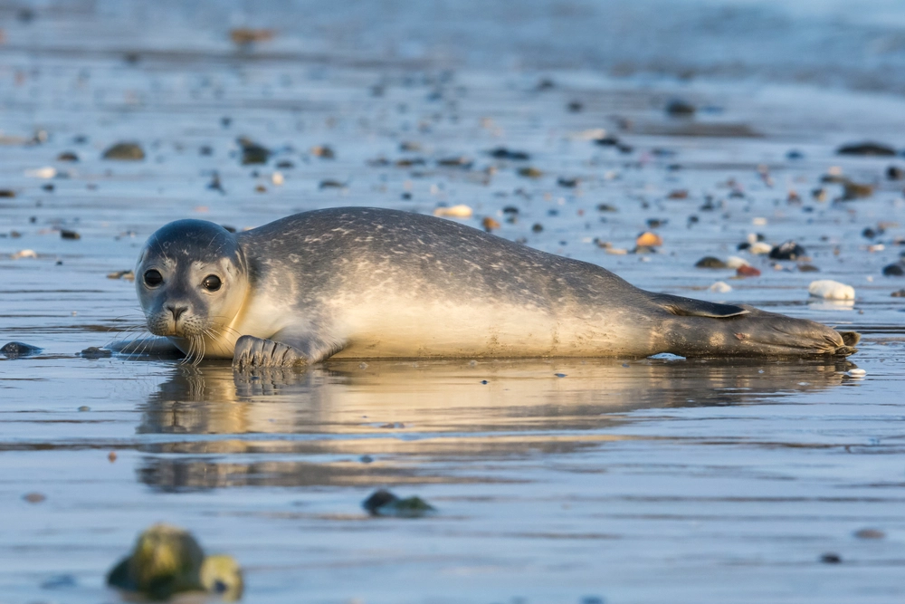 Common,Seal,Known,Also,As,Harbour,Seal,,Hair,Seal,Or