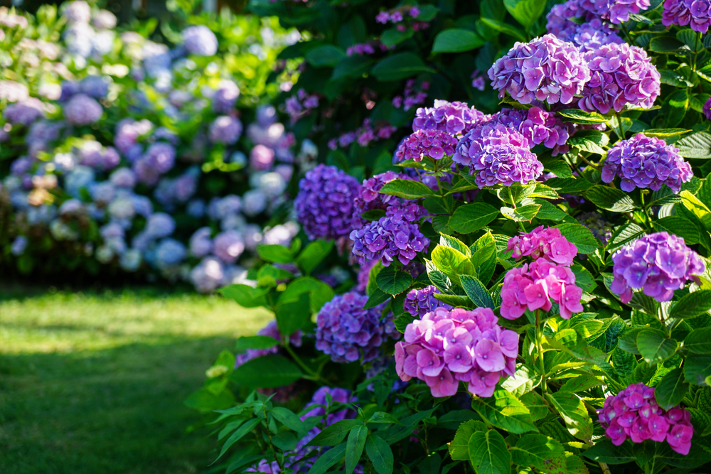 Hydrangea,Garden,In,Maishima,,Osaka