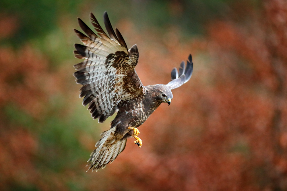 falk, ørn, eagle
