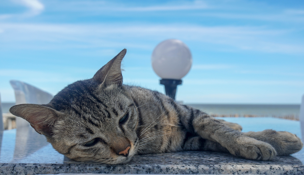 cat,relaxing,kat,slapper,af