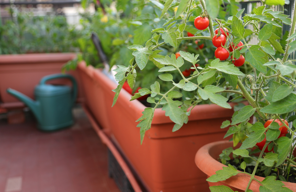 Ripe,Tomatoes,Grown,In,Plants,Inside,The,Flower,Pots,On