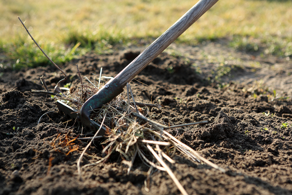 Raking,rive, gress, grass