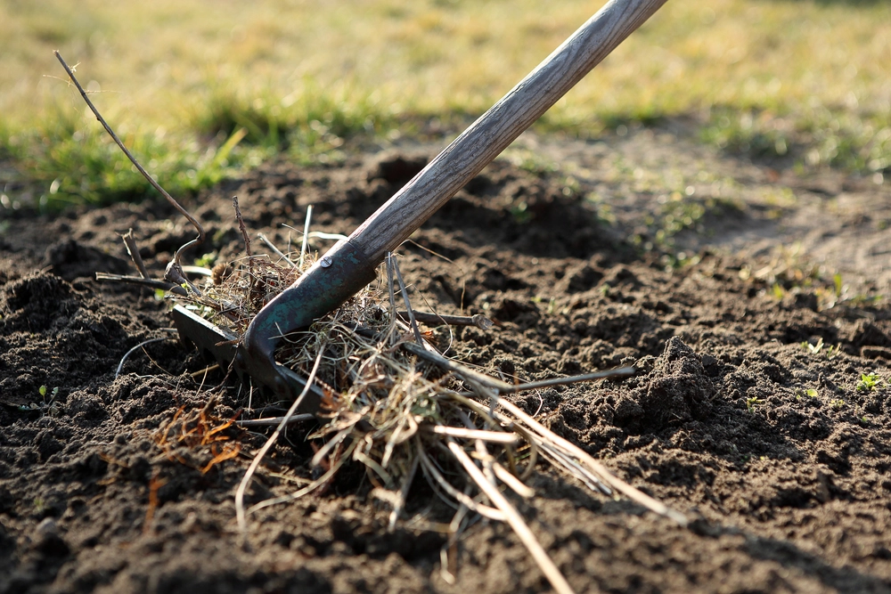 Raking,rive, gress, grass